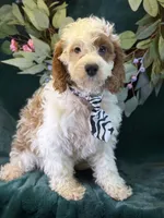 Barley, a male Cavapoo for sale in Center Ridge, AR – 3 of 10