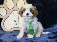 Titus, a male Cavapoo for sale in Center Ridge, AR – 3 of 5