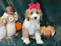 Dolly, a female Cavapoo for sale in Center Ridge, AR – 5 of 6