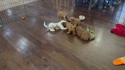 Lani, a female Cavapoo for sale in Center Ridge, AR – 7 of 7