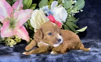 Coco, a female Cavapoo for sale in Center Ridge, AR – 9 of 9