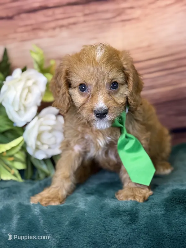 Finn – Cavapoo puppy for sale in Center Ridge, AR