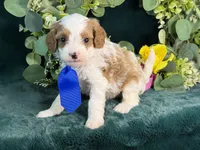 Milo, a male Cavapoo for sale in Center Ridge, AR – 6 of 10