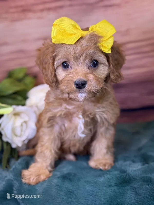 Nova – Cavapoo puppy for sale in Center Ridge, AR