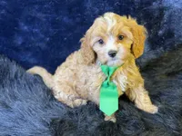 Ripley, a male Cavapoo for sale in Center Ridge, AR – 4 of 7