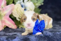 Milo, a male Cavapoo for sale in Center Ridge, AR – 5 of 9