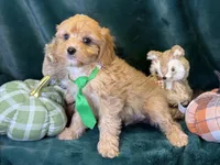 Monty, a male Bichon Frise and Cavapoo for sale in Center Ridge, AR – 3 of 5