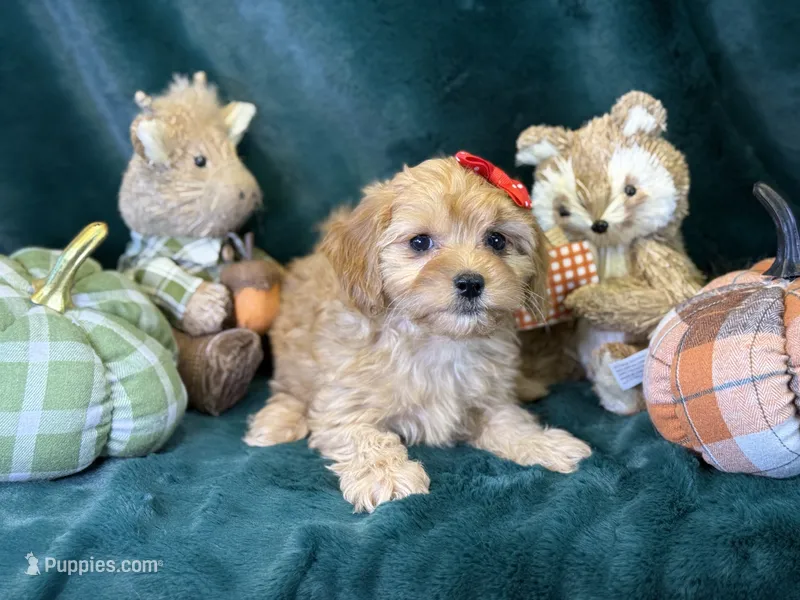 Mabel – Bichon Frise, Cavapoo puppy for sale in Center Ridge, AR