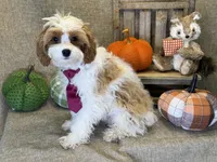 Kai, a male Cavapoo for sale in Center Ridge, AR – 3 of 6