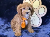Tide, a male Cavapoo for sale in Center Ridge, AR – 4 of 10