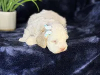 Jennie, a female Poodle - Miniature  and Cavachon for sale in Center Ridge, AR – 7 of 8