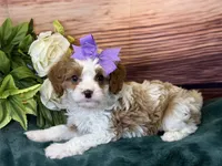 Roxy, a female Cavapoo for sale in Center Ridge, AR – 6 of 8