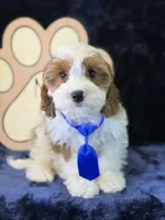 Tatum, a male Cavapoo for sale in Center Ridge, AR – 2 of 10
