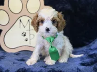 Titus, a male Cavapoo for sale in Center Ridge, AR – 1 of 5