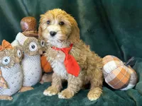 Willie, a male Cavapoo for sale in Center Ridge, AR – 5 of 7