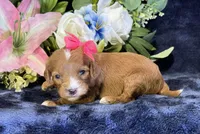 Coco, a female Cavapoo for sale in Center Ridge, AR – 4 of 9