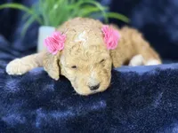 Claire, a female Poodle - Miniature  and Cavachon for sale in Center Ridge, AR – 5 of 10
