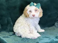 Jennie, a female Poodle - Miniature  and Cavachon for sale in Center Ridge, AR – 6 of 10