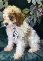 Barley, a male Cavapoo for sale in Center Ridge, AR – 8 of 10