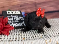 Rayne, a female Cavalier King Charles Spaniel and Poochon for sale in Center Ridge, AR – 5 of 10