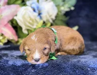 Finn, a male Cavapoo for sale in Center Ridge, AR – 4 of 8