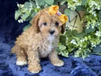 Molly, a female Cavapoo for sale in Center Ridge, AR – 2 of 10