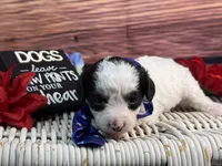 Auggie, a male Cavalier King Charles Spaniel and Poochon for sale in Center Ridge, AR – 3 of 10