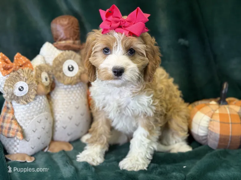 Dolly – Cavapoo puppy for sale in Center Ridge, AR