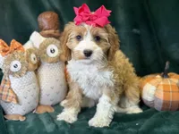 Dolly, a female Cavapoo for sale in Center Ridge, AR – 1 of 6