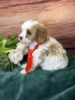 Ace, a male Cavapoo for sale in Center Ridge, AR – 10 of 10