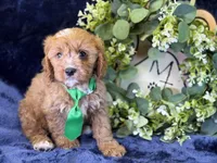 Clarke, a male Cavapoo for sale in Center Ridge, AR – 7 of 8