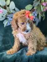 Haven, a female Cavapoo for sale in Center Ridge, AR – 3 of 10
