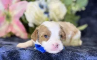 Milo, a male Cavapoo for sale in Center Ridge, AR – 9 of 9