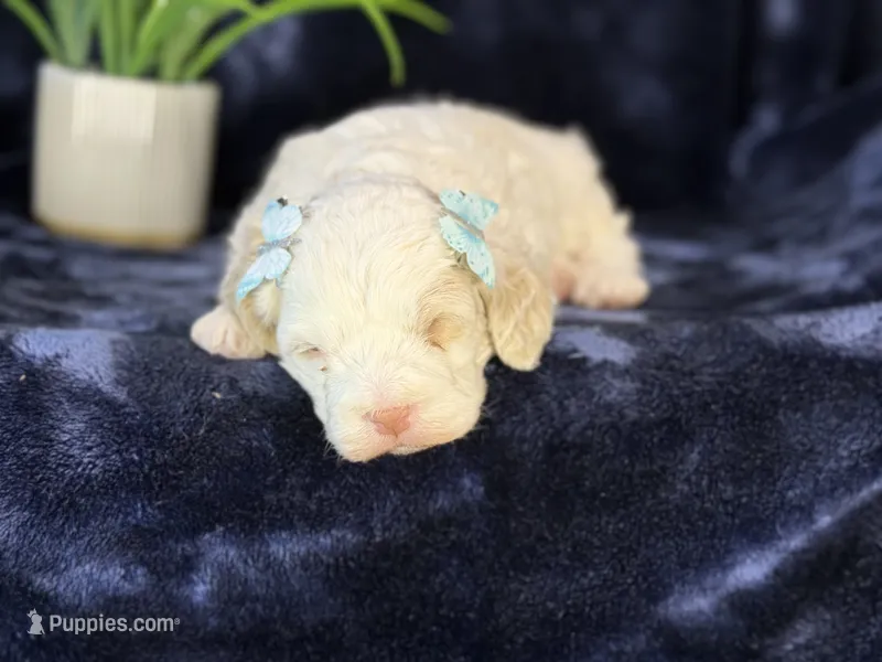 Jennie – Poodle - Miniature , Cavachon puppy for sale in Center Ridge, AR