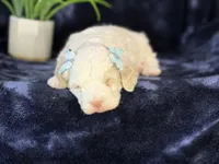 Jennie, a female Poodle - Miniature  and Cavachon for sale in Center Ridge, AR – 1 of 8