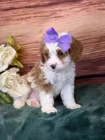 Roxy, a female Cavapoo for sale in Center Ridge, AR – 8 of 8