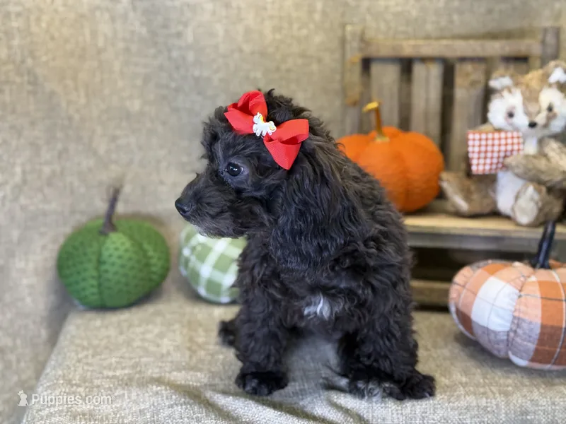 Rayne – Bichon Frise, Cavapoo puppy for sale in Center Ridge, AR