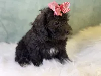 Rayne, a female Cavalier King Charles Spaniel and Poochon for sale in Center Ridge, AR – 2 of 8