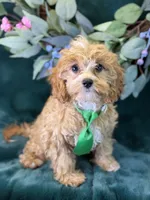 Ripley, a male Cavapoo for sale in Center Ridge, AR – 6 of 10