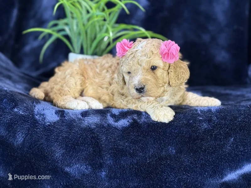 Claire, a female Poodle - Miniature  and Cavachon for sale in Center Ridge, AR – 1 of 10