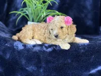 Claire, a female Poodle - Miniature  and Cavachon for sale in Center Ridge, AR – 1 of 10