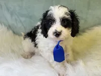 Auggie, a male Cavalier King Charles Spaniel and Poochon for sale in Center Ridge, AR – 5 of 7