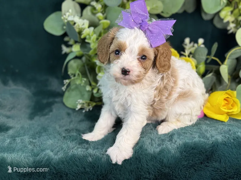 Roxy – Cavapoo puppy for sale in Center Ridge, AR