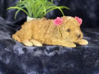 Claire, a female Poodle - Miniature  and Cavachon for sale in Center Ridge, AR – 7 of 10