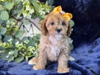 Molly, a female Cavapoo for sale in Center Ridge, AR – 4 of 10
