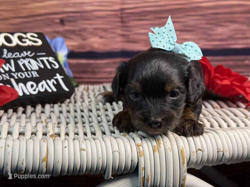 Maui – Cavalier King Charles Spaniel, Poochon puppy for sale in Center Ridge, AR