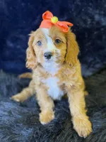 Haven, a female Cavapoo for sale in Center Ridge, AR – 2 of 7