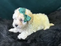 Bianca, a female Bichpoo for sale in Center Ridge, AR – 7 of 8