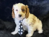 Barley, a male Cavapoo for sale in Center Ridge, AR – 3 of 7