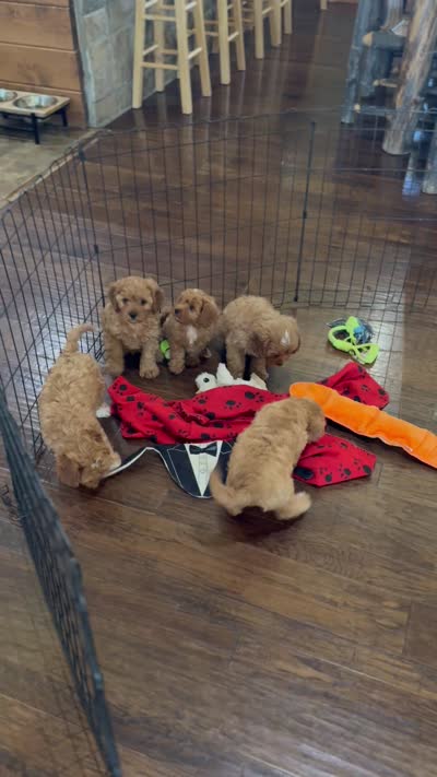 Stella, a female Cavapoo for sale in Center Ridge, AR – 7 of 7